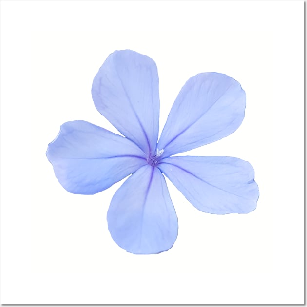 Blue Flower Photo Wall Art by ellenhenryart